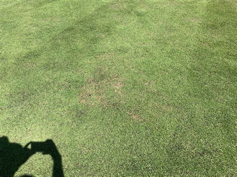 Possible Brown Patch In Zeon Zoysia Lawn Care Forum
