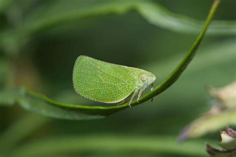 11 Amazing Examples Of Insect Camouflage