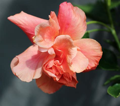 Florez Nursery Hibiscus Rosa Sinensis Double Johnsonii