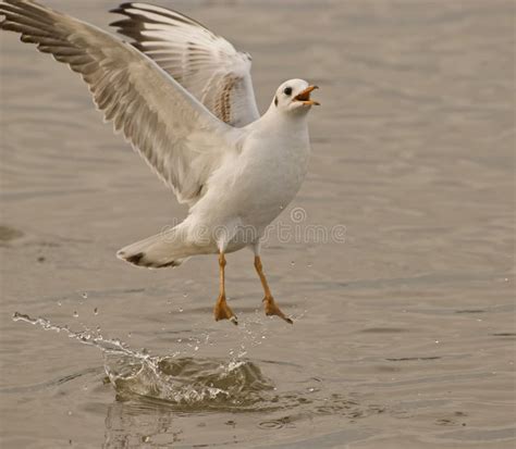 Wings Of Seagull Stock Photo Image Of Loud Bill Amount 27288796