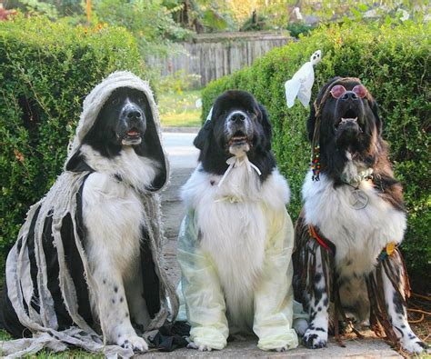 12 Newfies That Are Going To Get All Your Treats On Halloween Fancy