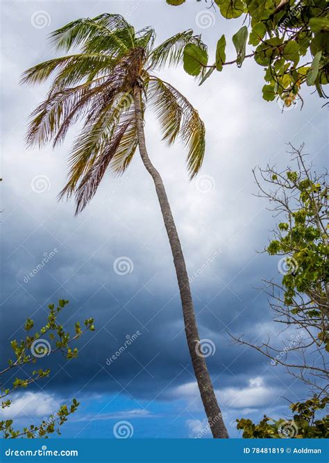 Palm At Hurricane Stock Image Image Of Tall Disaster 78481819