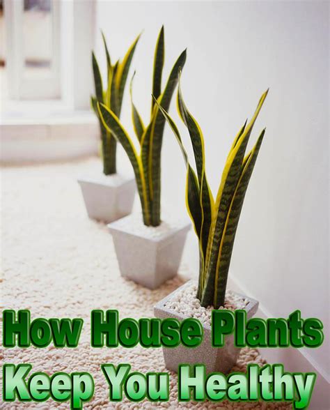 Quiet Cornerhow House Plants Keep You Healthy Quiet Corner