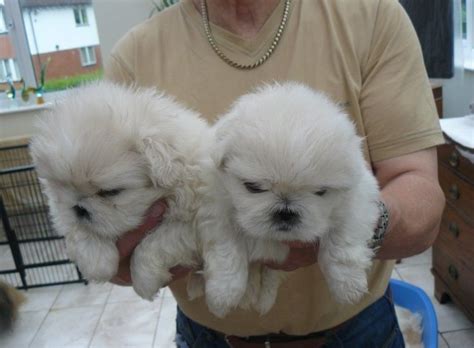 Why buy a pekingese puppy for sale if you can adopt and save a life? Pekingese For Sale in Florida (12) | Petzlover