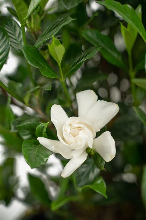 August Beauty Gardenia For Sale The Tree Center