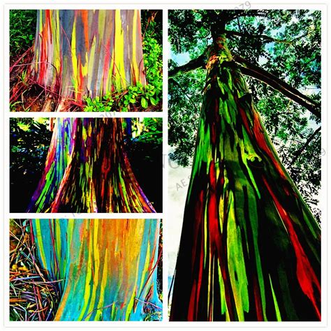 100pcsbag Rare Rainbow Eucalyptus Deglupta Bonsaishowy Tropical Tree