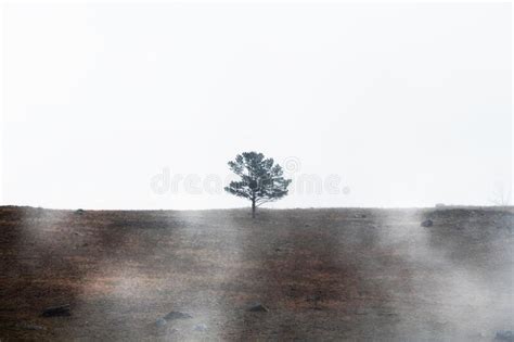 Lonely Pine Tree On The Hill Against The Sky In Misty Morning Stock