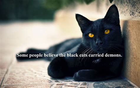 20 Superstitions About Black Cats Hubpages