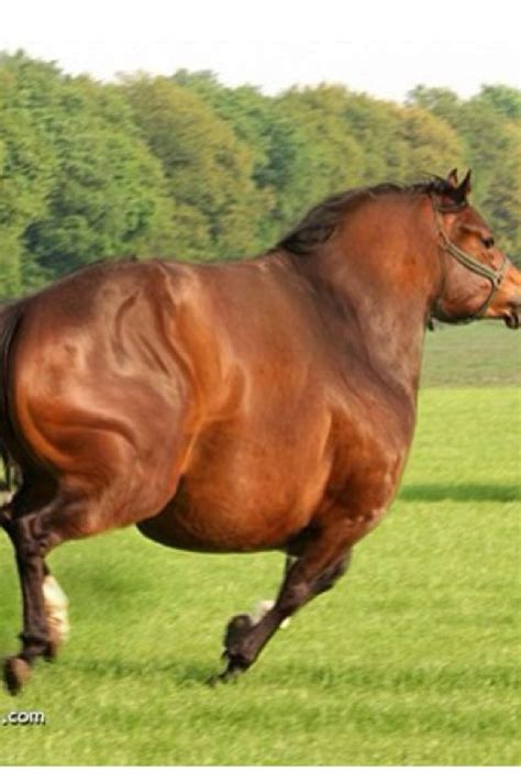 Fat Horse Aww Pinterest Fat Horse Horse And Fat Animals