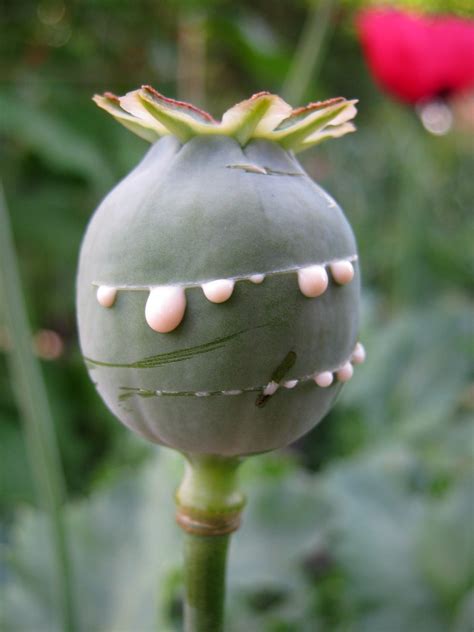 Opium Poppy Papaver Somniferum Pod With Fresh Opium Opi Flickr