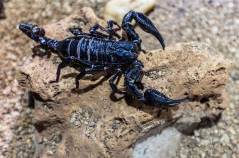 Amazing Facts Cool Facts About Scorpion Most People May Not Be Aware