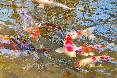 Its Always A Pleasure Visiting A Coy Pond And Seeing The Brightly