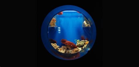 Best Wall Mounted Fish Tank Reviews For 2023