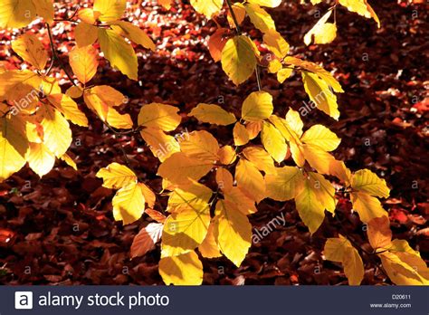 Beech Leaves Hi Res Stock Photography And Images Alamy