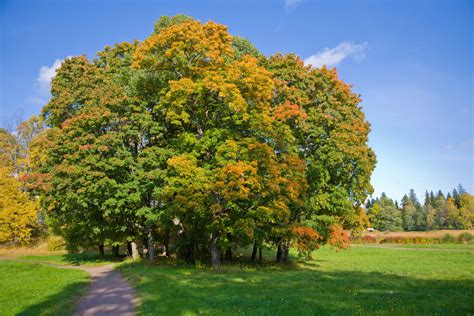 12 Common Types Of Maple Trees In Canada Progardentips