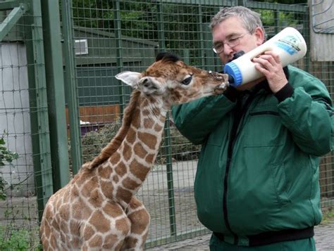 Zoo Baby Alert 1st Photos Of Baby Giraffe