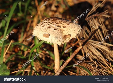 Macrolepiota Rhacodes Shaggy Parasol Mushroom Fungus Stock Photo