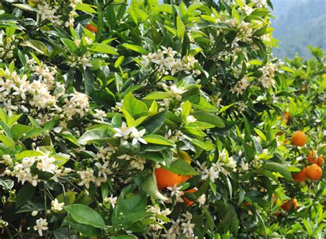 Over 370,481 orange tree pictures to choose from, with no signup needed. Orange Blossom perfume ingredient, Orange Blossom ...