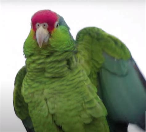 Buy Red Crowned Amazon Parrot Online For Sale Top Breeders