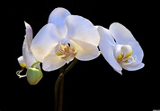 Orchid Photography Contest Pictures - Image Page 6 - Pxleyes.com