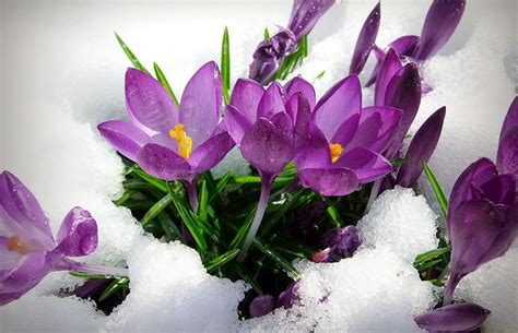 Browse 59 winter flowering pansies stock photos and images available, or start a new search to explore more stock photos and images. FREE 20+ Cute Flower Backgrounds in PSD | AI
