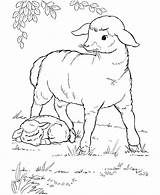 Sheep Coloring Printable sketch template