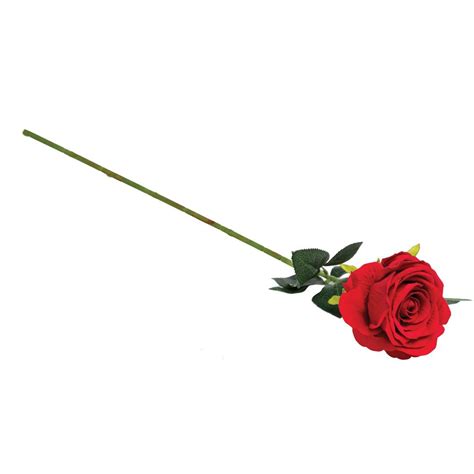 This genus has many different species within it, but many of them fit your description and some varieties are found in africa. Red Silk Single Long Stem Rose, 30in - Royal Imports