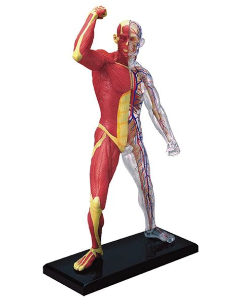 Muscle And Skeleton Anatomy Model Archidemia