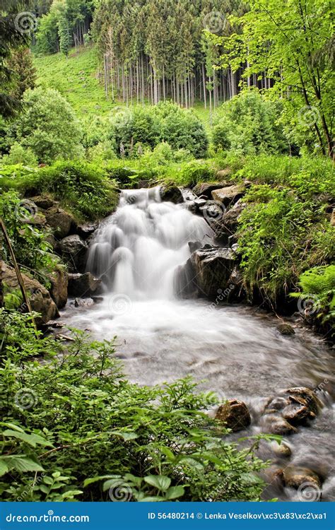 Flowing Stream In The Woods Stock Photo Image Of Ferns Rock 56480214