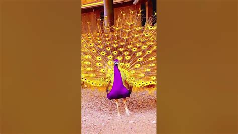 Peacock Love 😘 Youtube