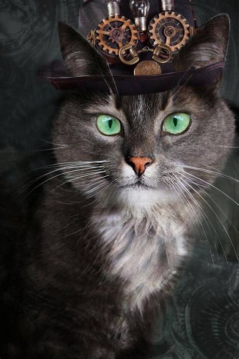 Steampunk Cat Wonderfulness Pinterest