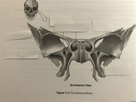Sphenoid Bone Anterior View Diagram Quizlet