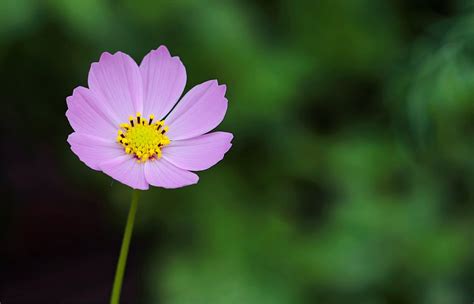 Selective Focus Photography Of Pink Petaled Flower · Free Stock Photo