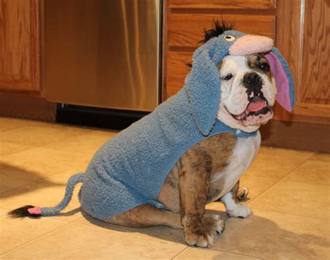 Eeyore Bulldog Costume Bulldog Costume Dog Halloween Eeyore