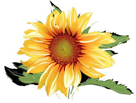 Free Printable Sunflower Clipart Free Svg Png Eps Dxf File