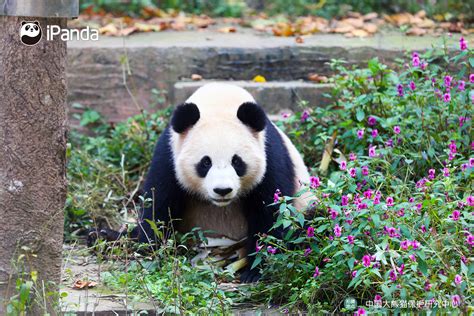 Two Giant Pandas Leaving China For Qatar First Time In History熊猫新闻熊猫频道