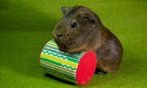 The Best Guinea Pig Toys That Will Keep Your Fluffy Friend Engaged