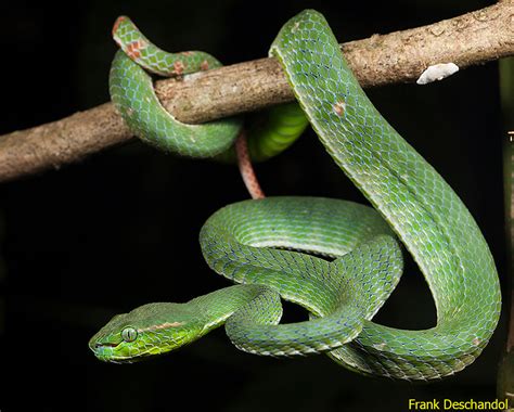 11 Jenis Ular Hijau Di Indonesia Biologizone