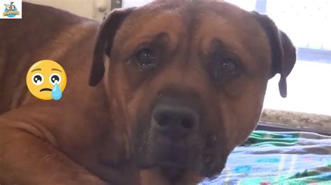 Heartbroken Dog Cries After Finding Out Hes Been Abandoned Youtube