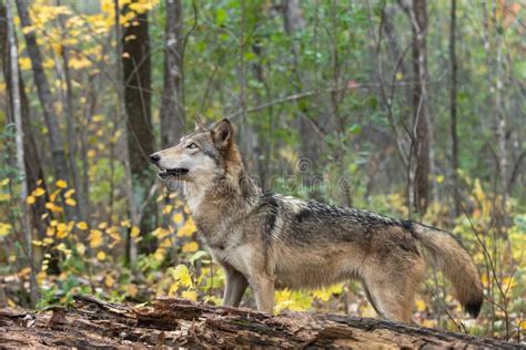 Grey Wolf Canis Lupus Stands Behind Log Looking Up Autumn Stock Image