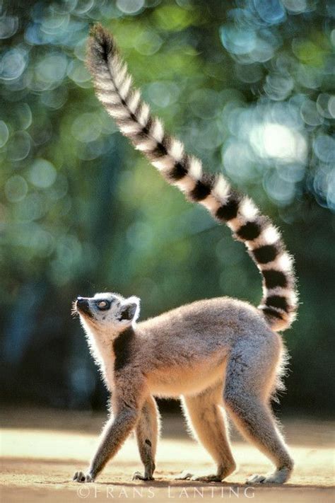 Ring Tailed Lemur Lemur Catta Berenty Reserve Madagascar Animals