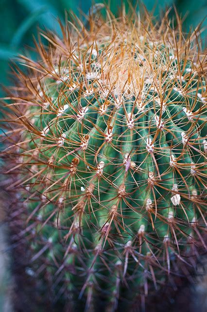 Cool green cactus guy banned. Green Cactus With Orange Spikes - a photo on Flickriver
