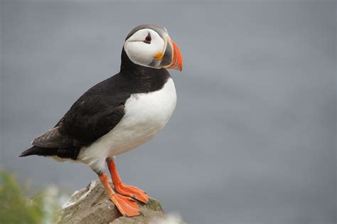 Puffin Iceland Bird · Free Photo On Pixabay