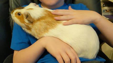 The Worlds Largest Guinea Pig Youtube