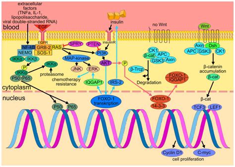 Signaling Pathways And Therapeutic Approaches In Glioblastoma