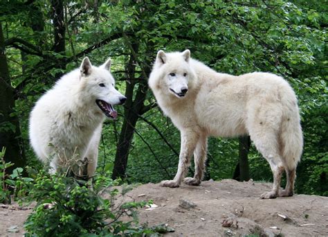 Image Canis Lupus Arctos North American Arctic Wolf