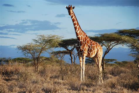 Iucn Red List Confirms Giraffe Are Under Threat Giraffe Conservation