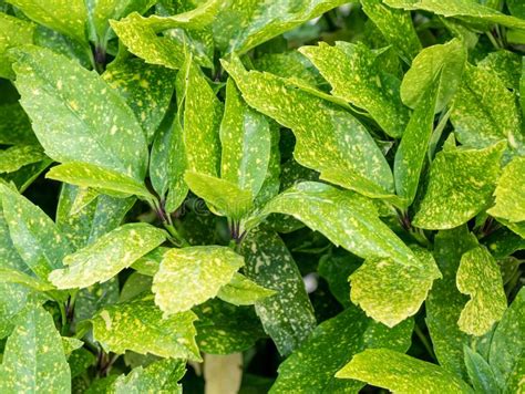 Spotted Laurel Plant Leaves Aucuba Japonica Leaves Note Sh Stock
