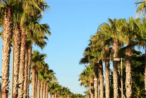 Mexican Fan Palm All You Need To Know About It Arbor Facts