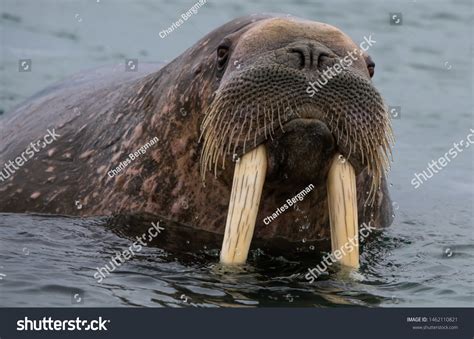 Walrus Hunted Nearly Extinction Svalbard Archipelago Stock Photo